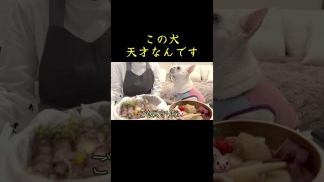 この犬..天才なんです‼︎【frenchbulldog、フレンチブルドッグ】 #dog #フレンチブルドッグ #フレブル飼い方 #フレブルクリーム #天才犬 #せいろ蒸し