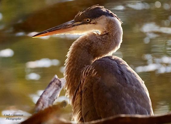 Magnifique Grand Héron au Soleil. Photographie par Cindy Cinnamon
