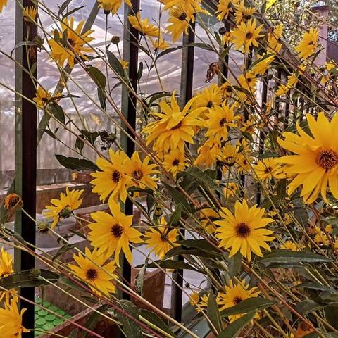 Gele bloemen voor de doorzichtige ruiten van een plantenkas met groene profielen. | Yellow flowers for the transparent windows of a greenhouse with geen profiles.