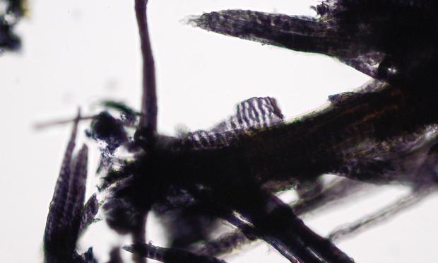 Émilie Arnaud-Nguyêñ. Particule de bois. Cote : Pelliot Koutchéen Nouvelle Série 3. Grossissement 20x10