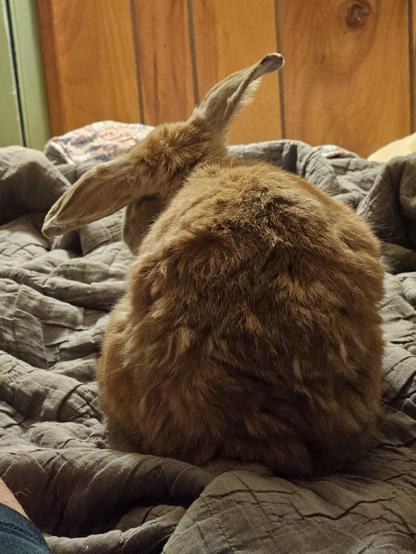 The early morning perpetrator, an orange bunny seated facing away from the viewer surrounded by a blanket. Her ears are tilted back to the photographer to keep her posture open and interested rather than closed off or annoyed.