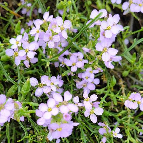 Hellviolette kreuzförmig angelegte Blüten. Dickfleischige hellgrüne Stängel. Niedriger Wuchs.