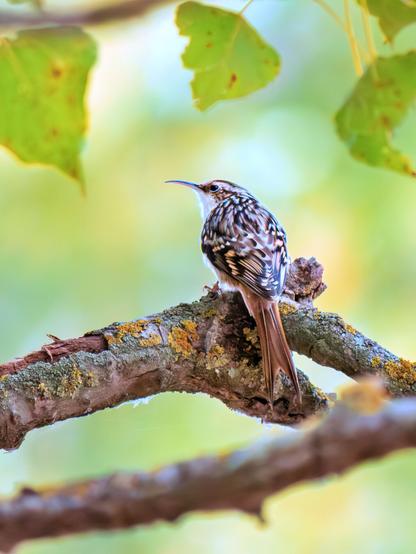 𝗣𝗶𝗰𝘁𝘂𝗿𝗲 𝗗𝗲𝘀𝗰𝗿𝗶𝗽𝘁𝗶𝗼𝗻 (𝗘𝗻𝗴): A Short-Toed Treecreeper perched on a poplar branch, framed by the leaves above. The bird appears with its back to the photographer, turning its head, so we can clearly see its long, curved, thin beak, as well as its mottled brown, gray, and white plumage, and its forked tail.

𝗗𝗲𝘀𝗰𝗿𝗶𝗽𝗰𝗶𝗼́𝗻 (𝗘𝘀𝗽): Agateador Europeo posado en una rama de chopo, enmarcado por las hojas en la parte superior. El ave aparece de espaldas al fotógrafo, volviendo la cabeza, de modo que podemos ver con claridad su largo pico curvado y fino, además de su plumaje jaspeado marrón, gris y blanco; también su cola ahorquillada.

Cámara Panasonic Lumix G90/G95
Objetivo Panasonic 100-300 ƒ3.5-5.6 II
Datos Exif: Modo Manual, ƒ5.6, 1/3200s, ISO 5000, 600mm equivalente