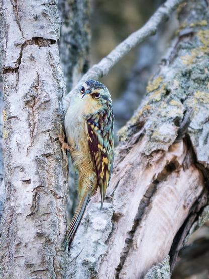 𝗣𝗶𝗰𝘁𝘂𝗿𝗲 𝗗𝗲𝘀𝗰𝗿𝗶𝗽𝘁𝗶𝗼𝗻 (𝗘𝗻𝗴): A Short-Toed Treecreeper perches on a vertical tree trunk, camouflaging itself with its cryptic plumage: a mosaic of browns and taupes with gray and cream flecks; we can also see its whitish underparts. The bird faces straight ahead, so its slender, thin beak appears foreshortened, giving it a strange expression.

𝗗𝗲𝘀𝗰𝗿𝗶𝗽𝗰𝗶𝗼́𝗻 (𝗘𝘀𝗽): Un Agateador Europeo se encarama al tronco vertical de un árbol, camuflándose con su críptico plumaje, con un mosaico de colores marrones y pardos con motas grises y crema, también podemos ver las partes inferiores, de tonos blanquecinos. El ave mira de frente con lo que su pico, torvo y fino, aparece en escorzo, dándole una expresión extraña.

Cámara Panasonic Lumix G90/G95
Objetivo Panasonic 100-300 ƒ3.5-5.6 II
Datos Exif: Modo Manual, ƒ5.6, 1/400s, ISO 6400, 600mm equivalente