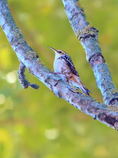 𝗣𝗶𝗰𝘁𝘂𝗿𝗲 𝗗𝗲𝘀𝗰𝗿𝗶𝗽𝘁𝗶𝗼𝗻 (𝗘𝗻𝗴): A Short-Toed Treecreeper climbs a poplar branch. The bird's tiny shape appears silhouetted against a natural backdrop of sunlit, but out-of-focus, green and yellow leaves.

𝗗𝗲𝘀𝗰𝗿𝗶𝗽𝗰𝗶𝗼́𝗻 (𝗘𝘀𝗽): Un Agateador Europeo trepa por la rama de un chopo. La diminuta silueta del ave aparece recortada contra un entorno natural con un fondo de hojas verdes y amarillos iluminadas por el sol, pero que vemos desenfocadas.

Cámara Panasonic Lumix G90/G95
Objetivo Panasonic 100-300 ƒ3.5-5.6 II
Datos Exif: Modo Manual, ƒ5.6, 1/1600s, ISO 6400, 600mm equivalente