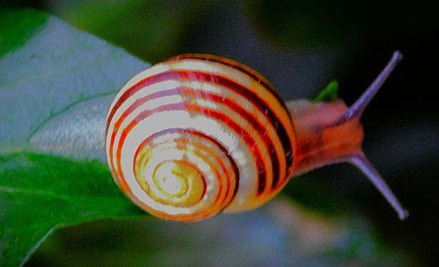 A snail on an ivy leaf. The head and tail are both visible outside the shell, with the antennae pricked up. The shell itself is striped in 'mint humbug' style brown and cream colours, while the dark green ivy leaf forms the backdrop.