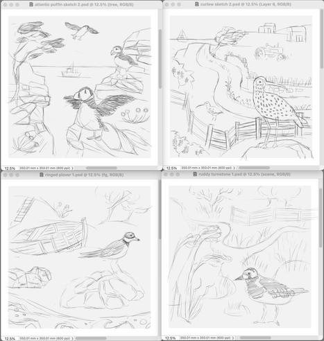 Four sketches of British coastal birds including an Atlantic Puffin, Curlew, Ringed Plover and Ruddy Turnstone.