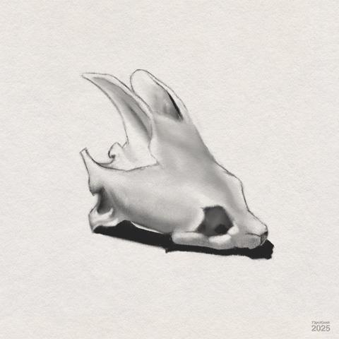 Digital charcoal and graphite drawing of an animal skull. The skull features two prominent upward-curving projections and a pronounced snout. Its eye sockets are dark and hollow, and the shading creates a soft effect.