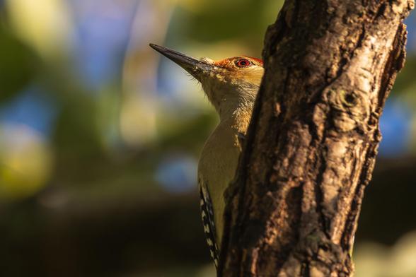 Photograph of a male red-bellied woodpecker perched on a large branch with out of focus branches, green foliage, and patches of blue sky in the background. The woodpecker is facing left with one eye visible and it is perched behind the branch leaving the left side of its body obscured. Red-bellied woodpeckers have off-white belly, chest, and neck feathers with a slight red blush on the lower belly, black and white back, wing, and tail feathers with a checkerboard pattern on the wings, a red-cap that extends from the beak to the shoulders, an off-white cheek with an orange patch below the dark eyes, black beaks, and dark grey legs and feet that are designed to grasp the sides of trees.