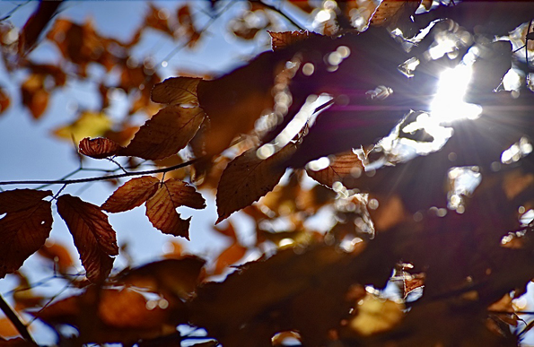 In an autumn-blue sky, the sun shines through branches of rust-hued, pointed-oval American beech leaves, creating rays of light.