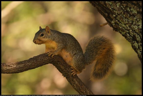 A Fox Squirrel (Sciurus niger) was standing on a Parthenocissus quinquefolia vine in Norman, Oklahoma, United States on September 1, 2025.