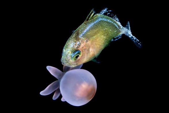 Close-up photo of a small holding a blobby tentacled invertebrate animal in its mouth