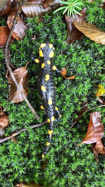 Photo of Salamandra salamandra (Fire Salamander) by berni_sams. Attribution: (c) serni bams, some rights reserved (CC BY).