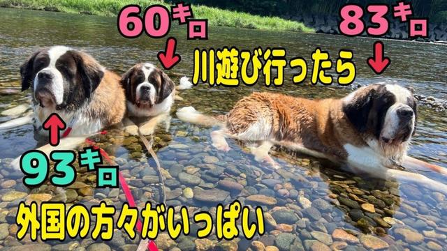 【セントバーナード】川遊びに行ったら外国の方々が後から続々来て、大音量で音楽を流したりと圧倒されたので、セントバーナードもも・とと・ららは早めにサッサと帰ることにしました。