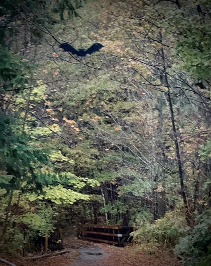 someone (a friend who lives nearby) hung their halloween bat from a bridge that goes over the railtrail