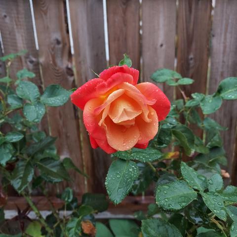a multicolored rose, with pink petals around the edges and a pastel-orange center.  wet green rose bush leaves can be seen beneath and behind, and a wooden fence provides the background