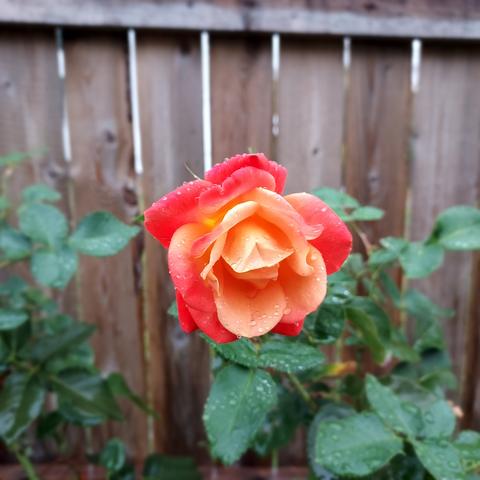 a multicolored rose, with pink petals around the edges and a pastel-orange center.  wet green rose bush leaves can be seen beneath and behind, and a wooden fence provides the background