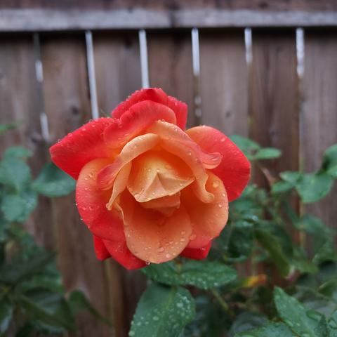a multicolored rose, with pink petals around the edges and a pastel-orange center.  wet green rose bush leaves can be seen beneath and behind, and a wooden fence provides the background