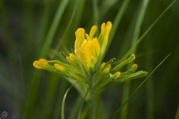 Amondgleaves of grass, an inflorescence with many inconspicuous flowers sheathed in bright yellow bracts.