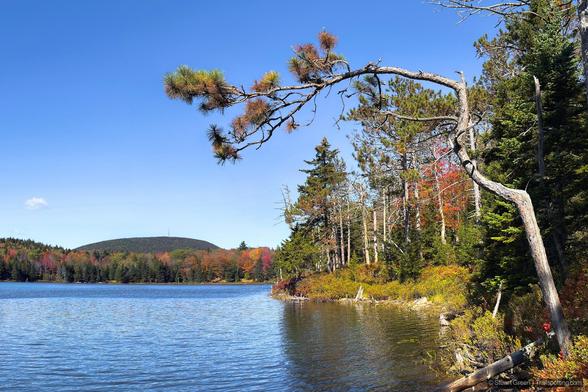 A tranquil lake reflects the clear blue sky and surrounding autumnal forest, where a mix of evergreen and deciduous trees display vibrant fall colors—rich reds, warm oranges, and golden yellows. In the foreground, a distinctive tree with a curved trunk and sparse, leafless branches arches over the water, adding sculptural interest. Across the lake, a forested hillside rises, crowned by a small structure or antenna at its peak. The scene evokes a crisp, sunny day in early fall, with calm water and vivid foliage creating a serene, picturesque landscape.