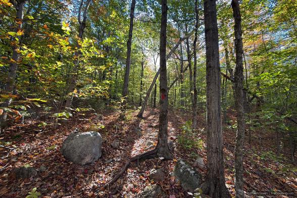 A forest trail winds through a dense stand of deciduous trees in mid-autumn, with sunlight filtering through the canopy and casting dappled light across the leaf-strewn path. The trees display a range of seasonal colors—from lingering greens to vivid yellows and deep oranges—while the forest floor is scattered with fallen leaves, exposed roots, and small rocks. A red trail marker painted on a central tree trunk indicates a designated hiking route.