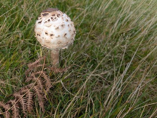 A young mushroom with a brown scaled globe that has not yet opened.