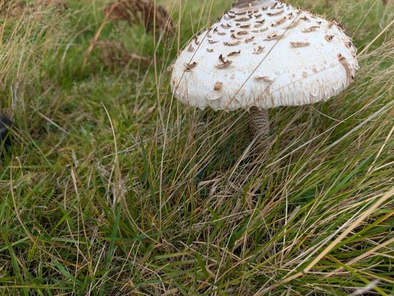 The speckled beige and brown partly opened dome, this is a side view of the same mushroom as the picture with my hand.