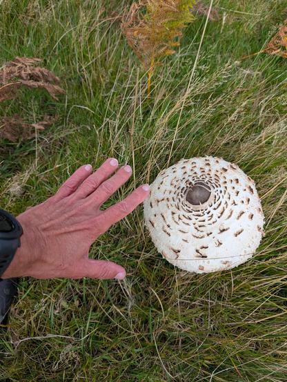 A dome shaped partly open mushroom next to my hand. It's diameter is larger than the palm of my hand.