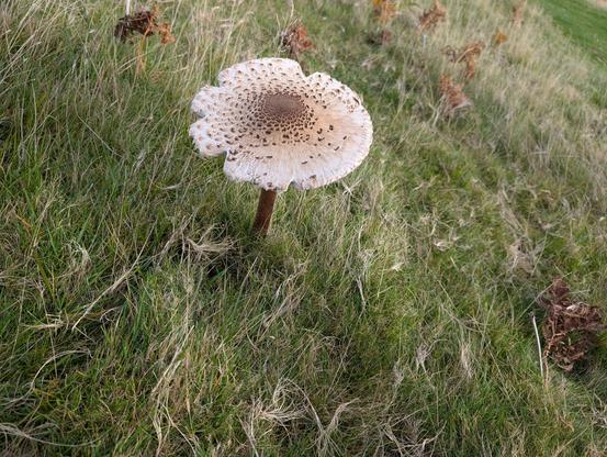 A fully opened mushroom with a flat top, this does resemble a parasol.