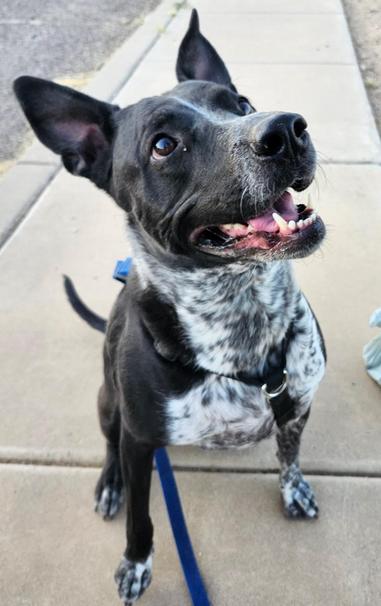 a dog is sitting on a sidewalk, smiling.  She is beautiful.