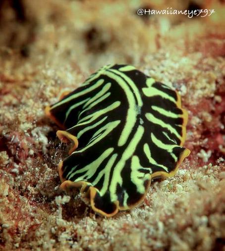 An ocean-living flatworm crawling over a reef. It is black with bold yellow markings and trimmed with an orange band.