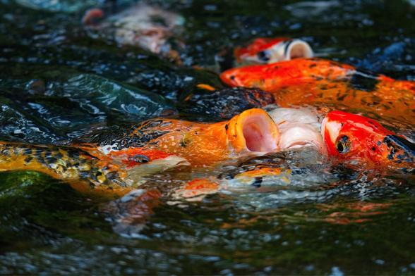 Fish opening its mouth to catch a breath