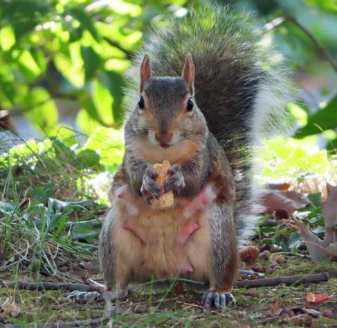 gray mom squirrel with peanut