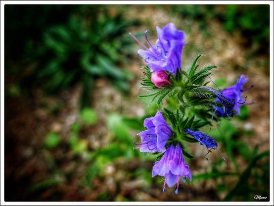 Bildbeschreibung: 
Einige kleine blaue Blüten des Natternkopfes.