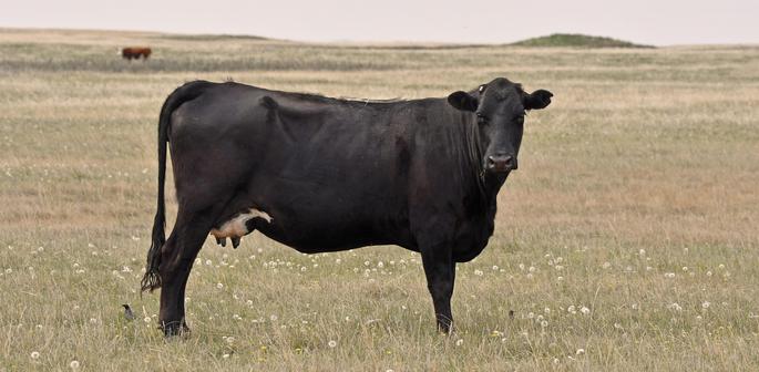Black Cow on the prairie