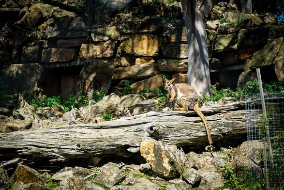 A wallaby is perched on a large, fallen log in front of a rocky wall. The log is gray and textured, and the bobcat is positioned near the center of it, facing towards the right of the frame. The rocky wall behind the log is composed of various-sized stones and has some green vegetation growing within the crevices. Parts of a wire fence are visible on the right side of the image. The image appears to be taken outdoors in a natural environment, with sunlight casting shadows on the rocks and log.

Provided by @altbot, generated privately and locally using Gemma3:27b