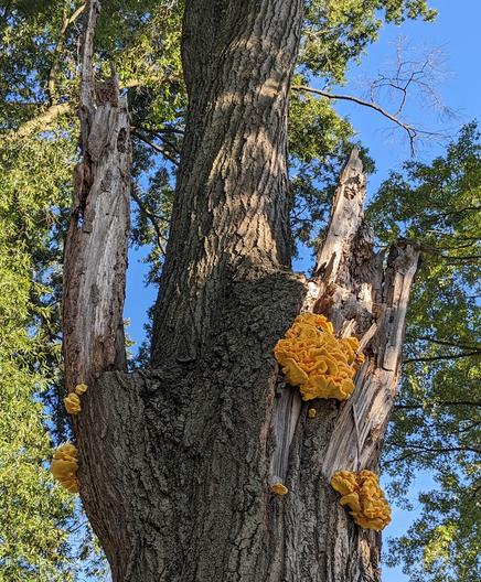 A large flush of chicken of the woods fungus high in an old tree. The fungus looks like beautiful overlapping orange and yellow fronds.
