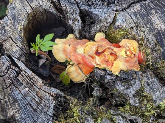 Two bite's worth of tender chicken of the woods inside a rotted stump. You can see alternating orange and yellow bands of color.