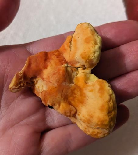 A hand holding the small harvested morsel.