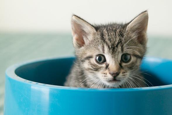a kitten in a blue bowl