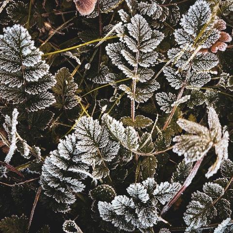 Close-up of small, dark green leaves covered in a layer of white frost.
