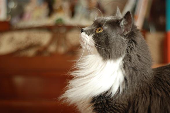 Profile portrait of a floofy grey and white kitty, shoulders and head in the frame, looking boldly into the distance, her chin raised. The slope of her nose and chin stand out against a blurred out piano in the background. Her ruff in profile looks particularly floofy and puffy.
