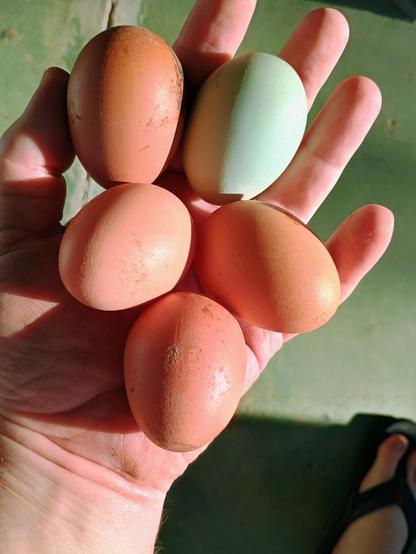 Morning sun shines on five chicken eggs held by a white person's hand. The eggs are varying shades of brown and one blueish white. They also vary in size and have not yet been washed.