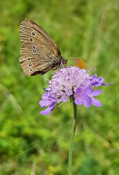 Pomponartige lila Blüte. Darauf ein brauner Schmetterling mit schwarzen Punkten