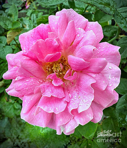Pink Garden Rose
