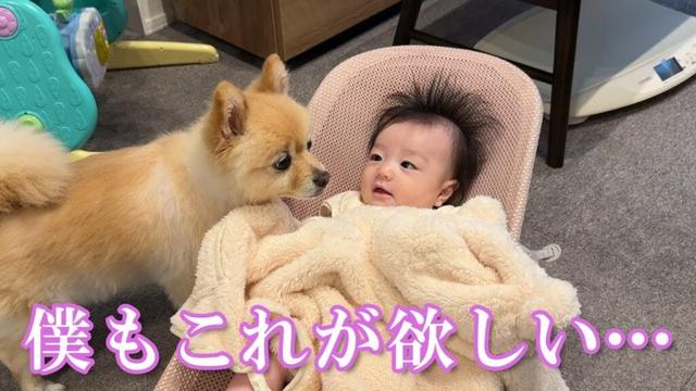 赤ちゃんの新しい洋服に興味津々のポメラニアンがこうなりました…笑