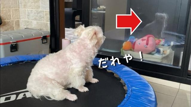 ガラス越しに映る自分の姿に呆然とする犬が可愛すぎた