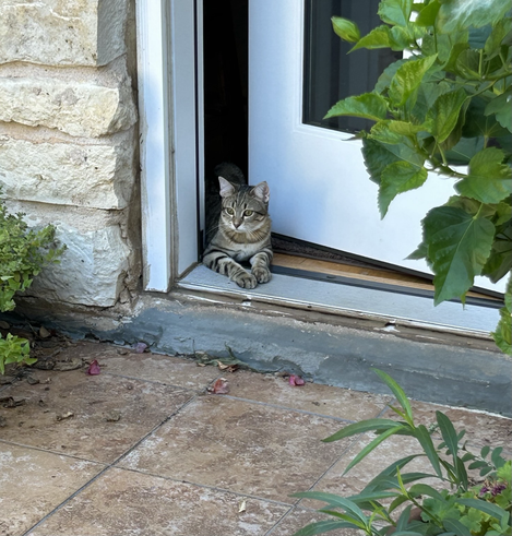 Seven months old tabby kitten, Ripley, lying in the crack of the open back door, surveying the back patio green plants on either side. This is safe.