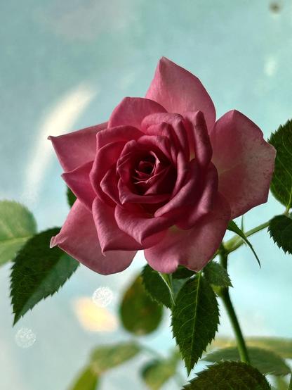 Closeup of a lovely rose blossom.