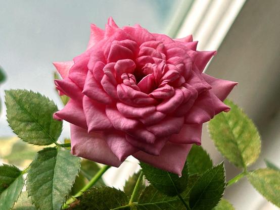 Another pretty rose blossom from the same plant as in the first picture.